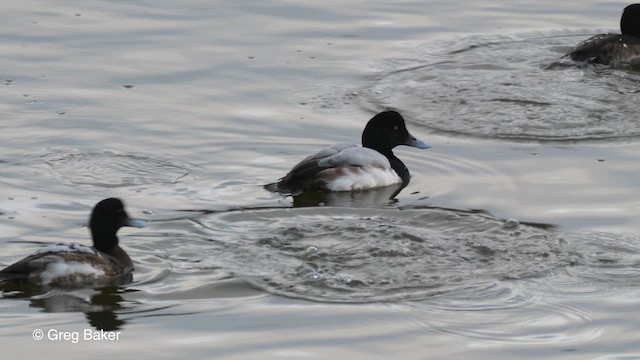 Greater Scaup - ML613384973