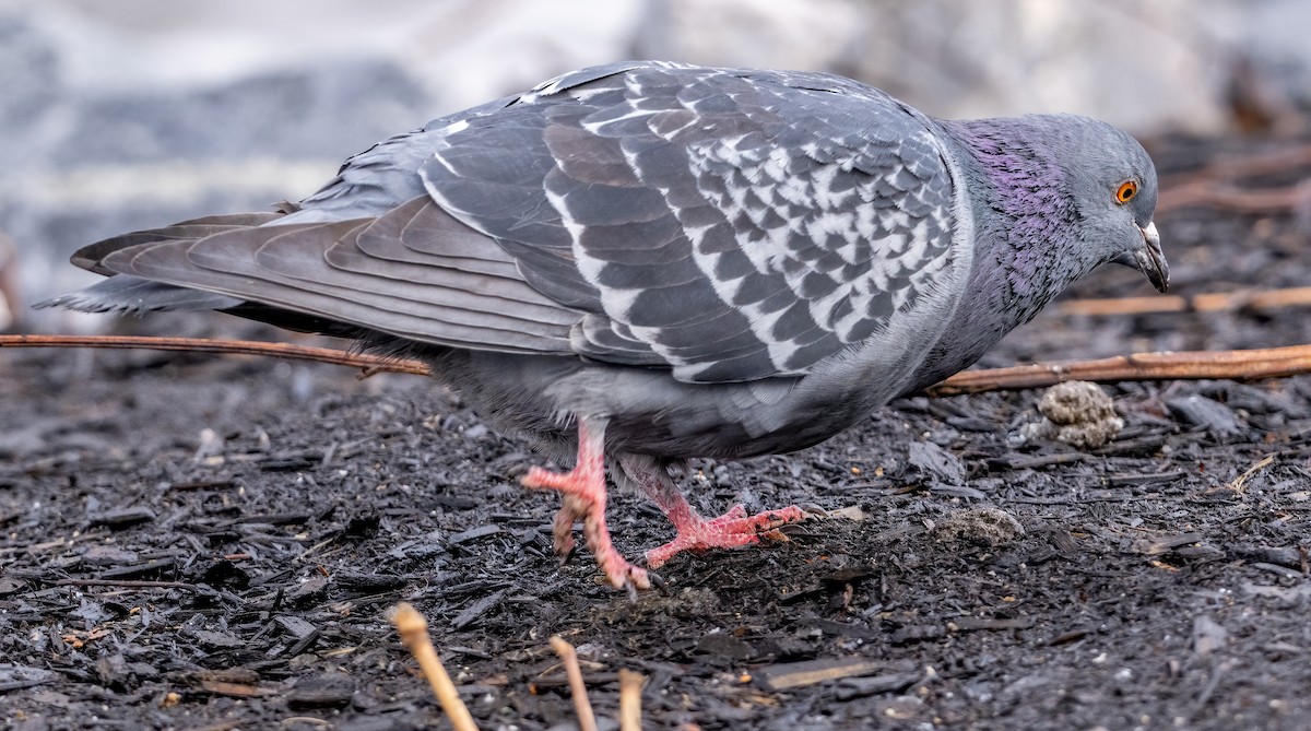 Rock Pigeon (Feral Pigeon) - ML613384997