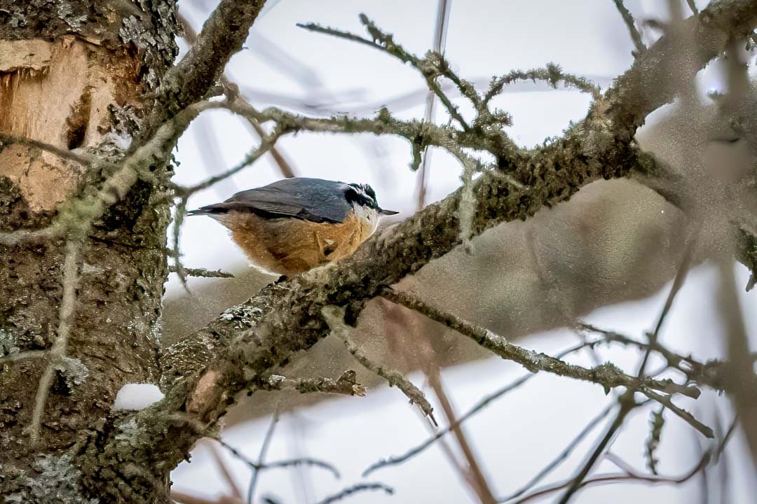 Red-breasted Nuthatch - ML613385026