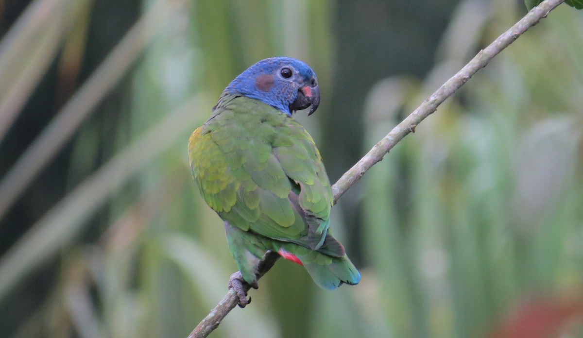 Blue-headed Parrot - ML613385051