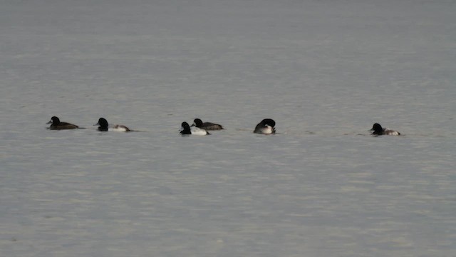 Greater Scaup - ML613385313