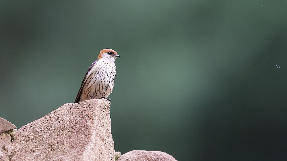 Greater Striped Swallow - Clayton Burne