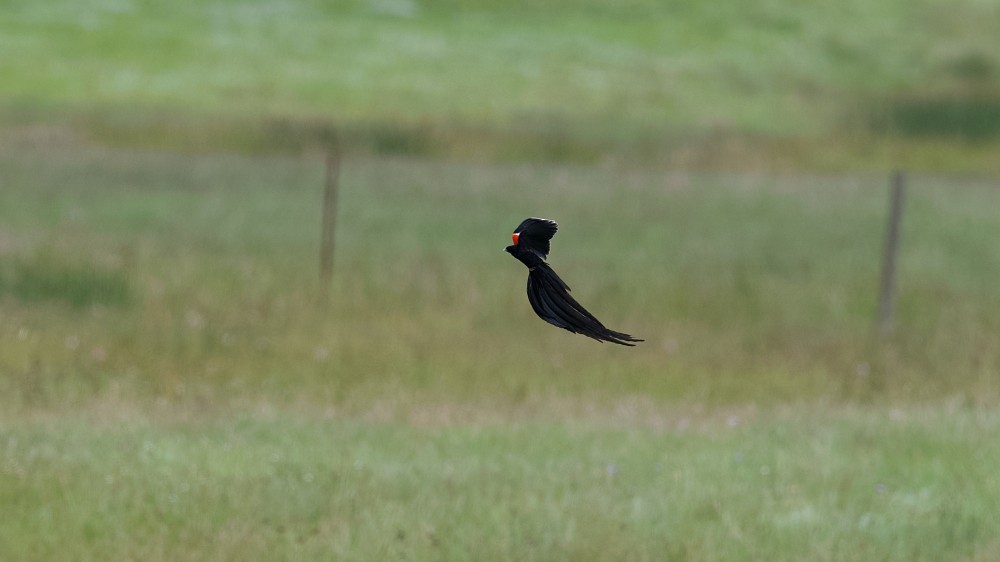 Long-tailed Widowbird - ML613385511