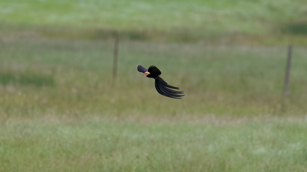 Long-tailed Widowbird - ML613385513