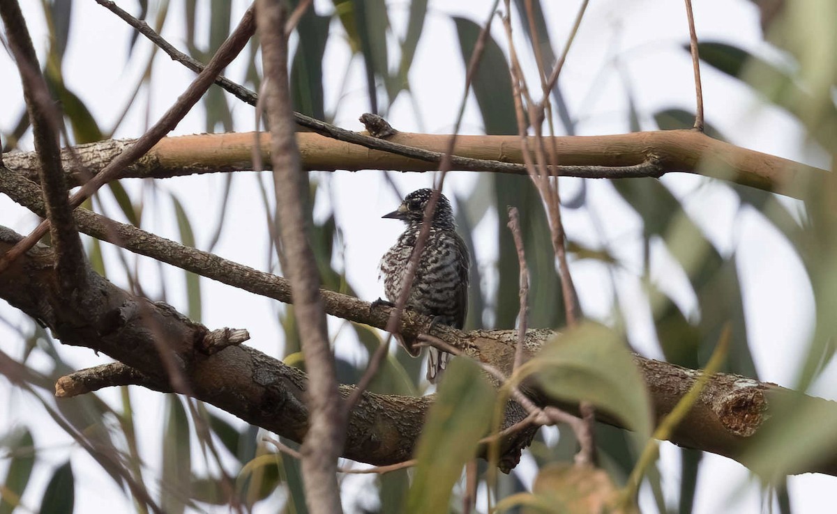 Speckle-chested Piculet - ML613385985