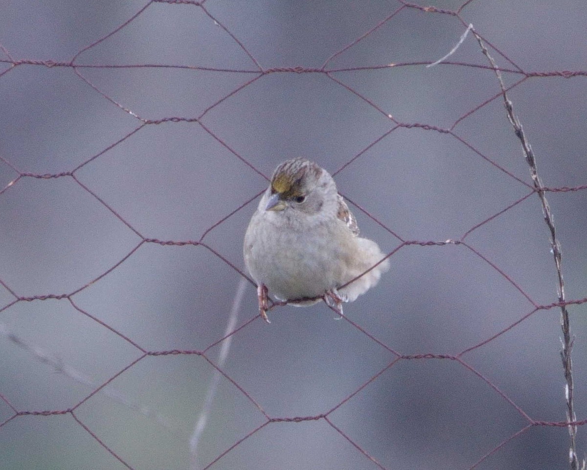 Golden-crowned Sparrow - ML613386119