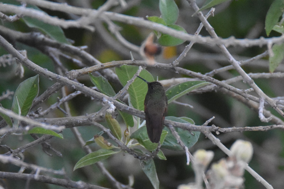 Berylline Hummingbird (Northern) - ML613386449