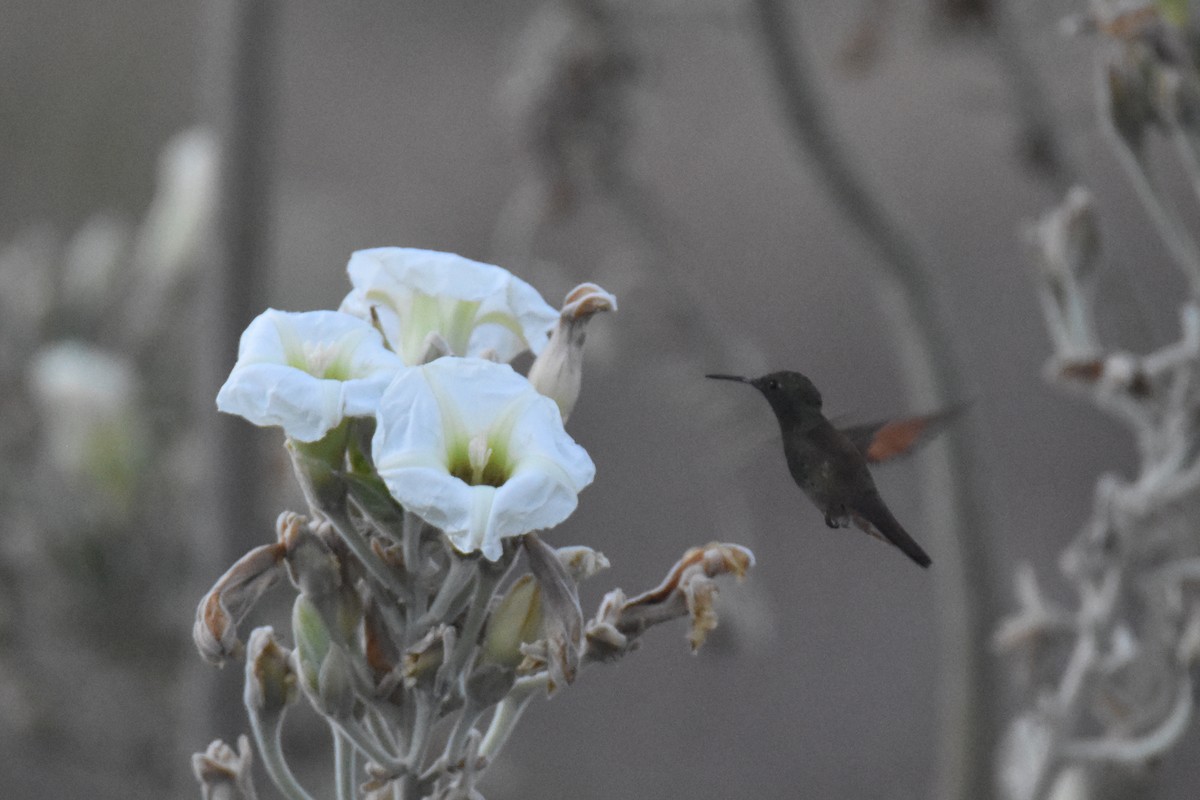 Berylline Hummingbird (Northern) - ML613386450