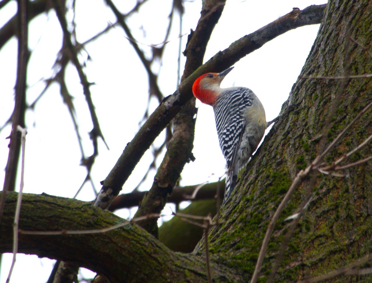 Red-bellied Woodpecker - ML613386531