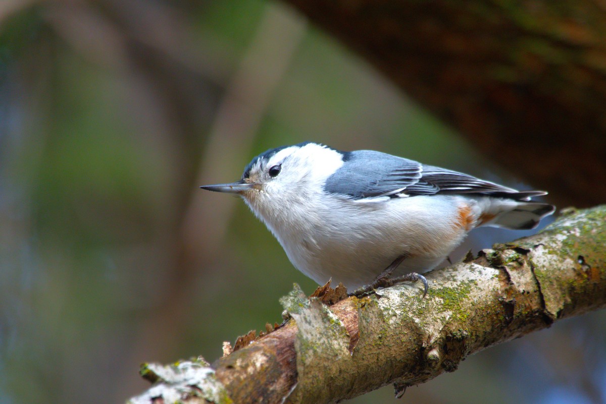 White-breasted Nuthatch - ML613386585