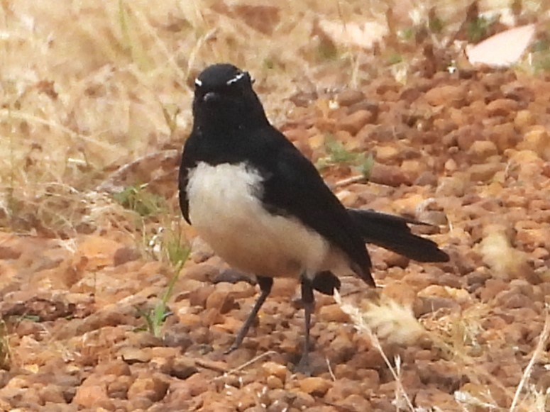 Willie-wagtail - ML613386802