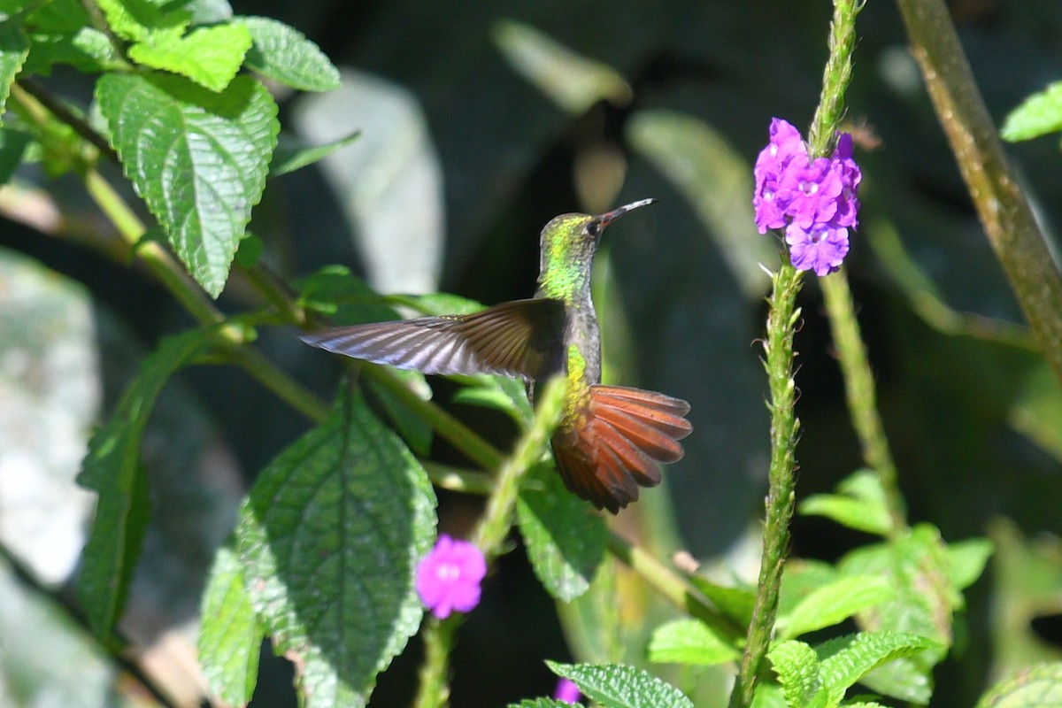 Rufous-tailed Hummingbird - ML613386869