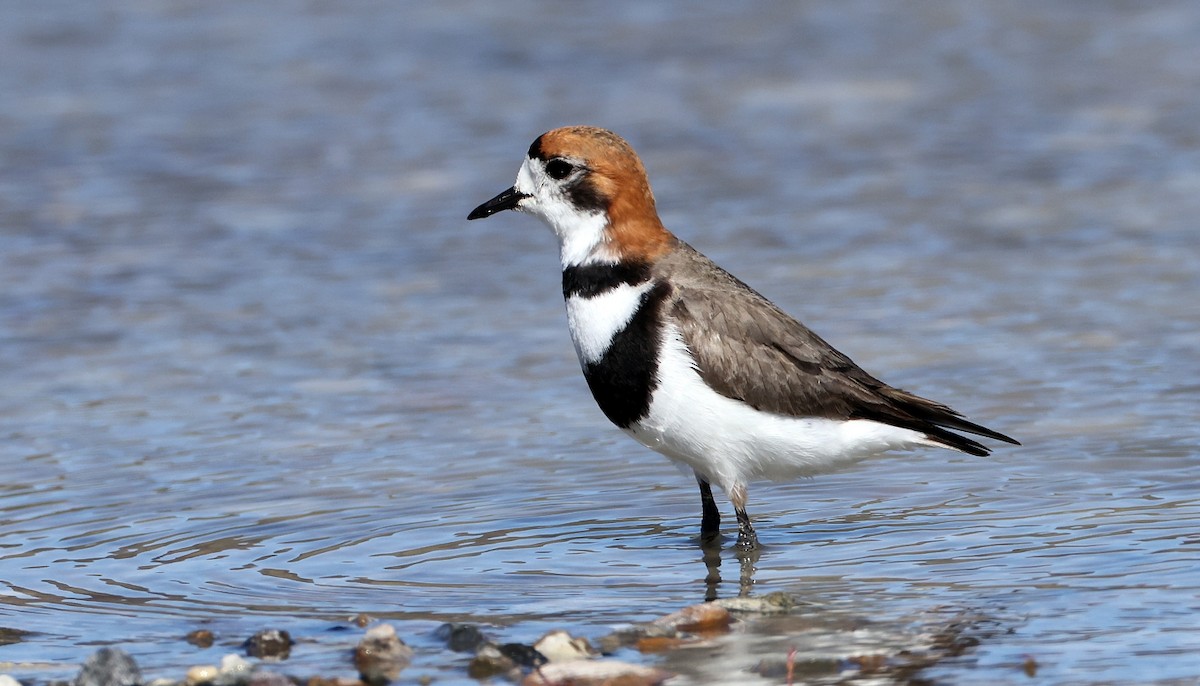 Two-banded Plover - ML613386961