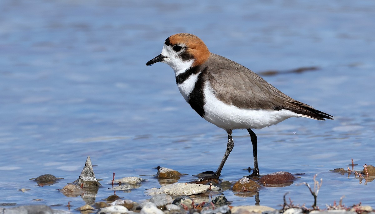 Two-banded Plover - ML613387002