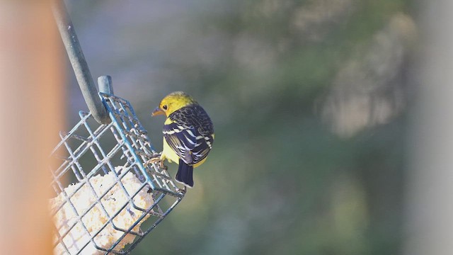 Western Tanager - ML613387090