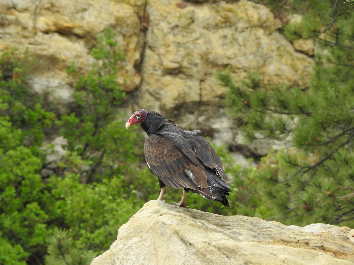 Turkey Vulture - ML613387224