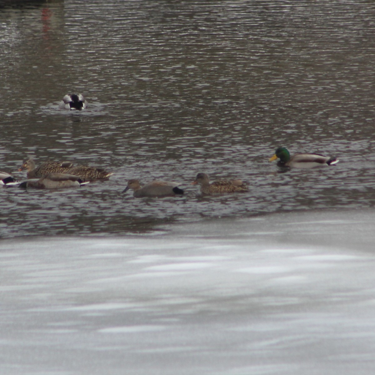 EBird Checklist 11 Jan 2024 River St Ashland NH 21 Species   1200