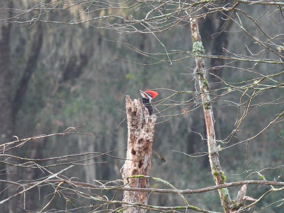 Pileated Woodpecker - ML613387621