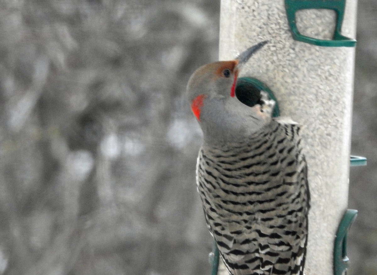 Northern Flicker (Yellow-shafted x Red-shafted) - ML613387623