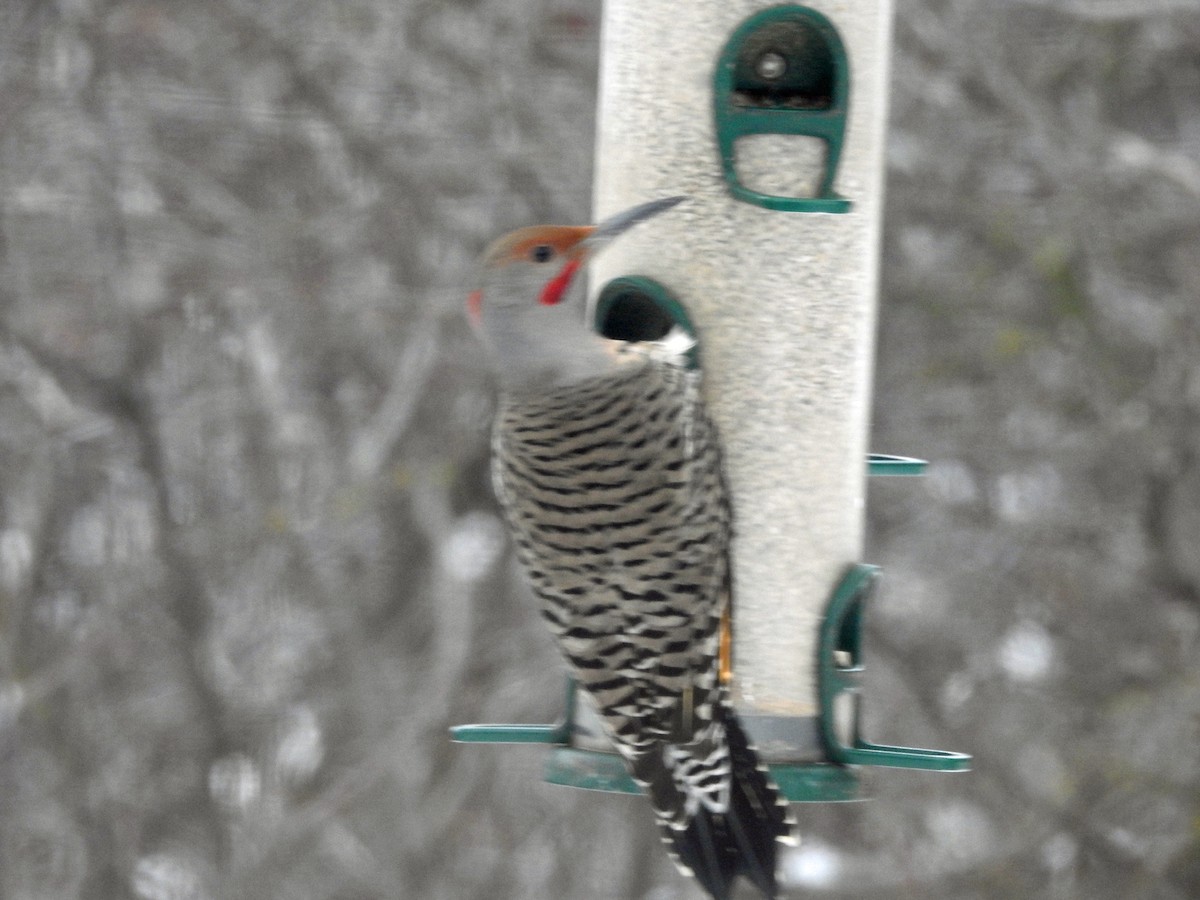 Northern Flicker (Yellow-shafted x Red-shafted) - ML613387626