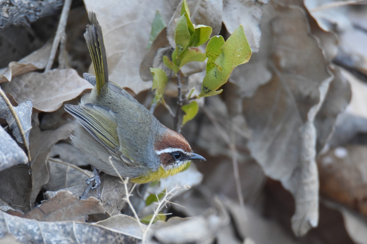 Rufous-capped Warbler (rufifrons Group) - ML613387632