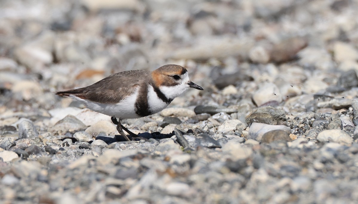 Two-banded Plover - ML613387864