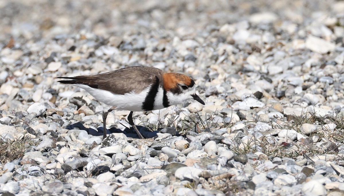 Two-banded Plover - ML613387865