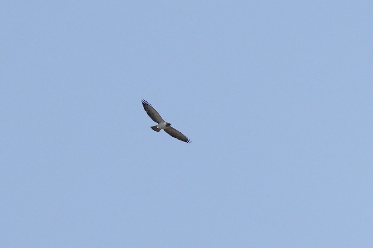 White-tailed Hawk - ML613387868