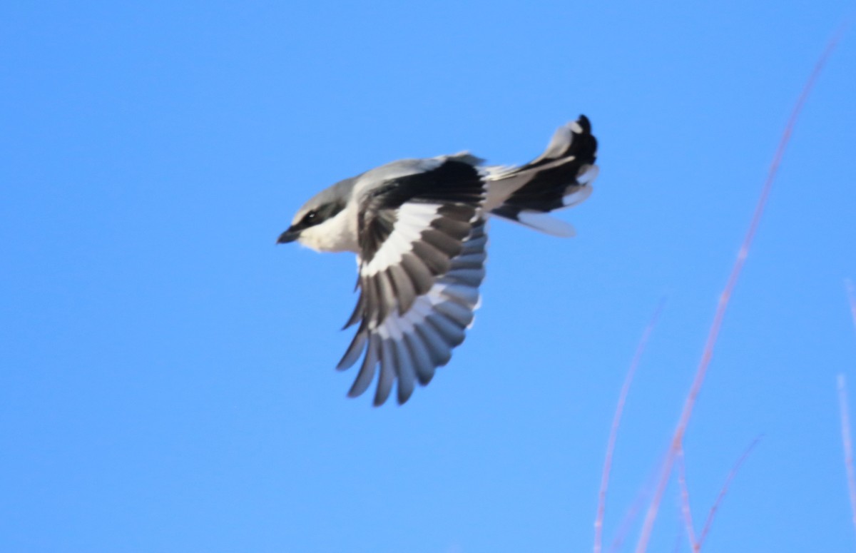 Loggerhead Shrike - Steve Stump