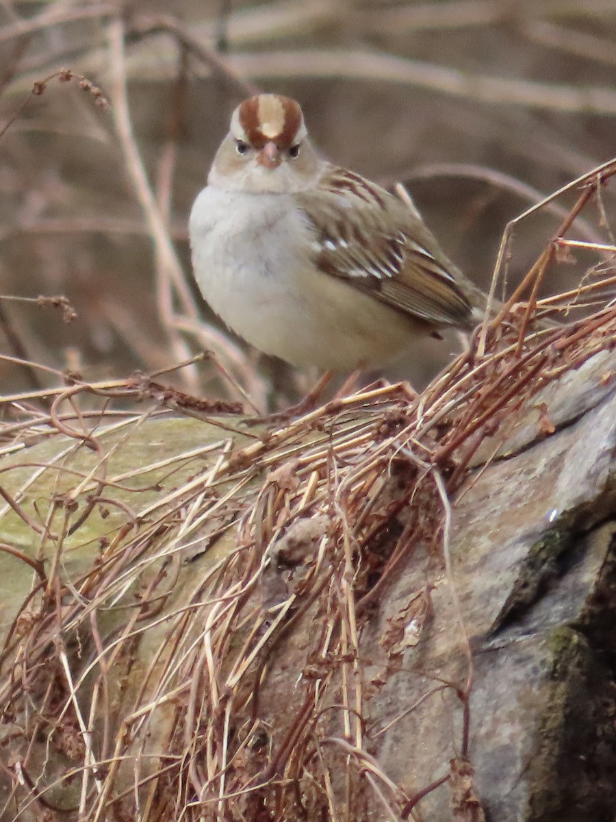 White-crowned Sparrow - ML613388096