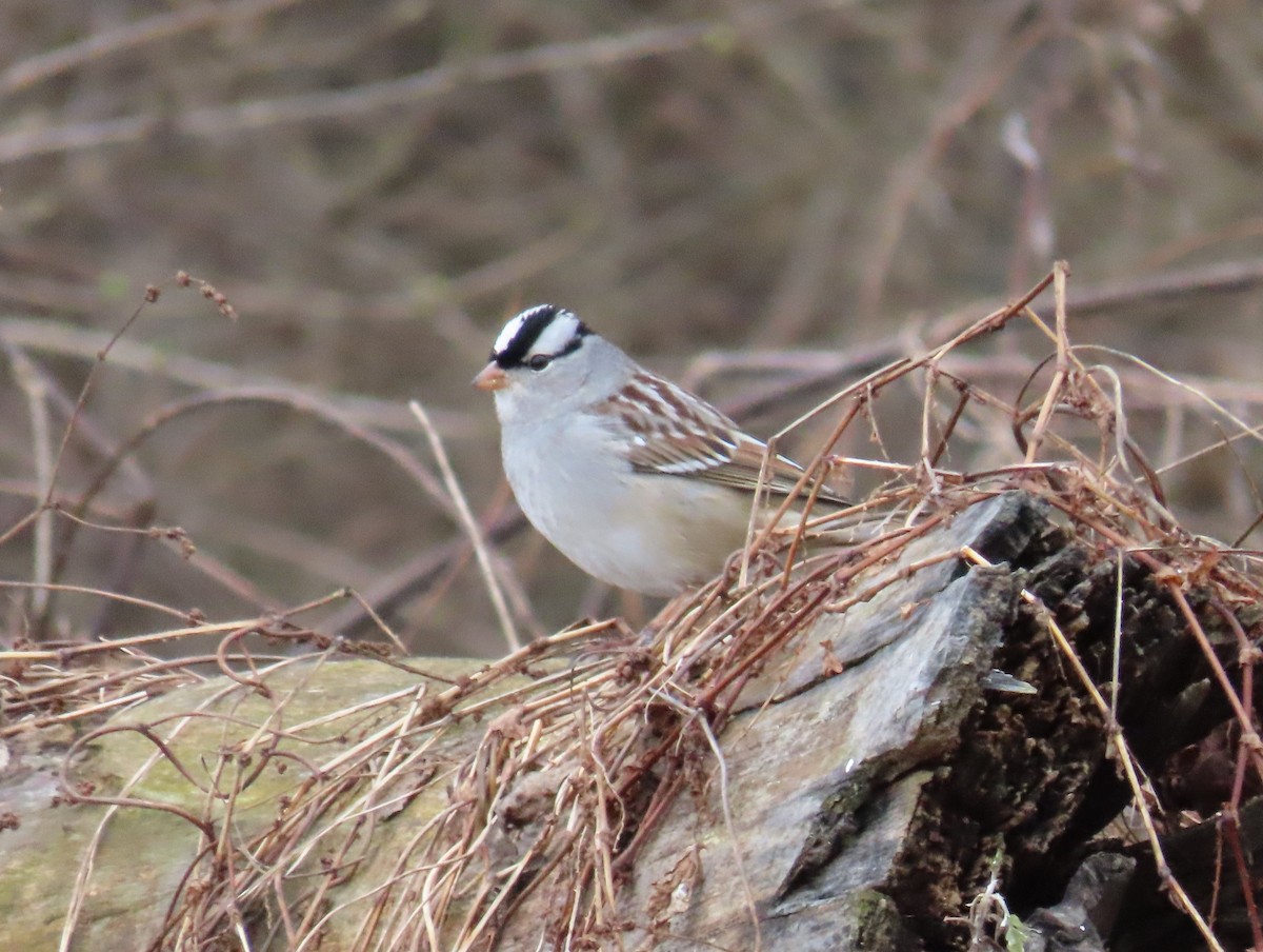 White-crowned Sparrow - ML613388101