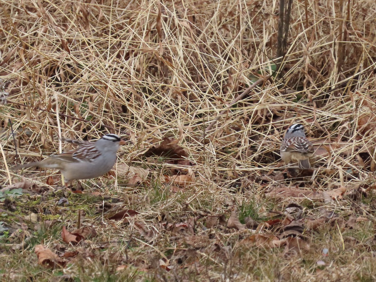 White-crowned Sparrow - ML613388105