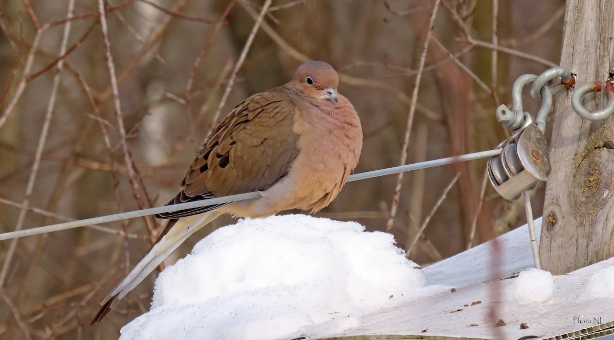 eBird Checklist 11 Jan 2024 Boisé SteDorothée 15 species