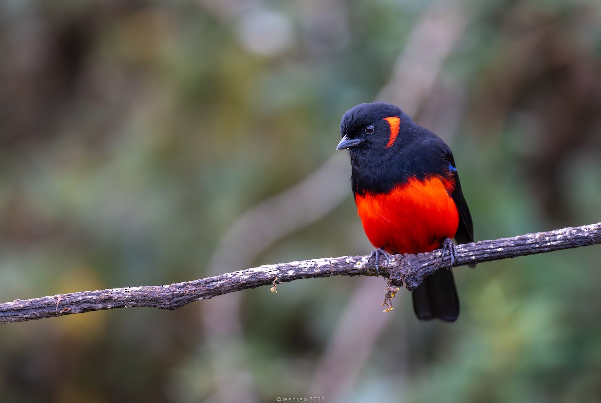 Scarlet-bellied Mountain Tanager - ML613388162