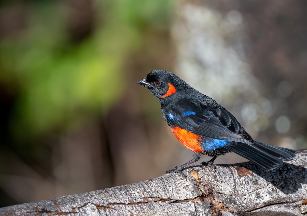 Scarlet-bellied Mountain Tanager - Wentao Yang