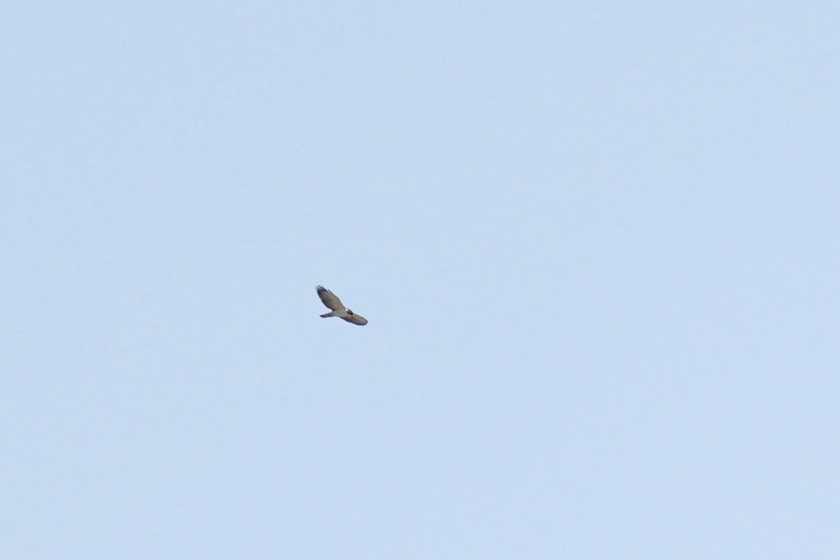 Short-tailed Hawk - ML613388287