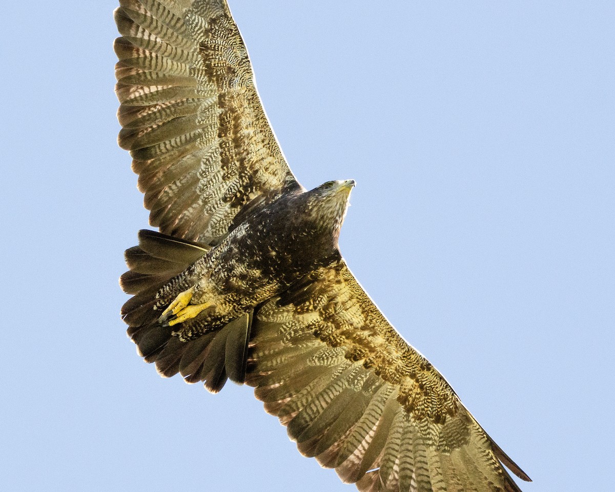 Black-chested Buzzard-Eagle - ML613388358