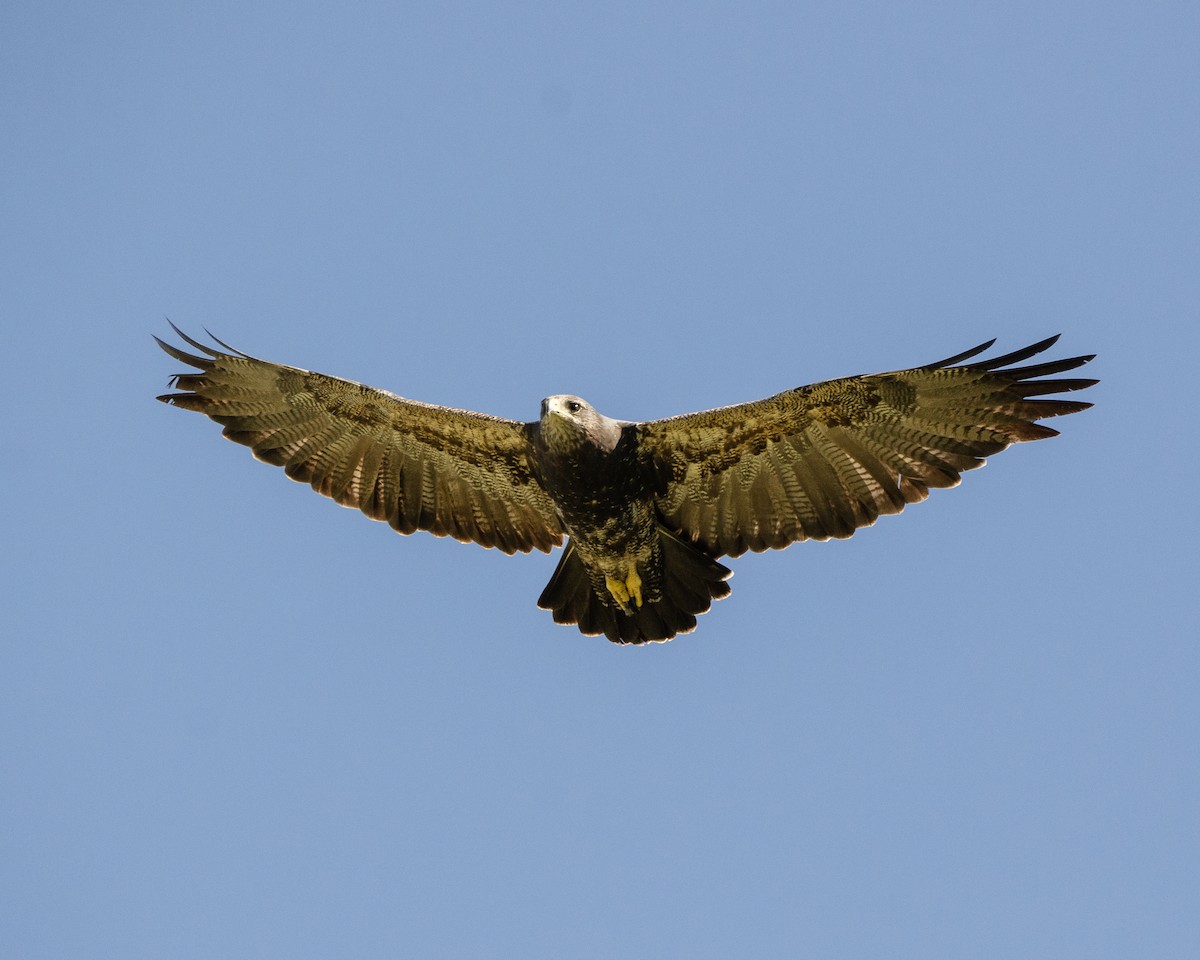 Black-chested Buzzard-Eagle - ML613388359