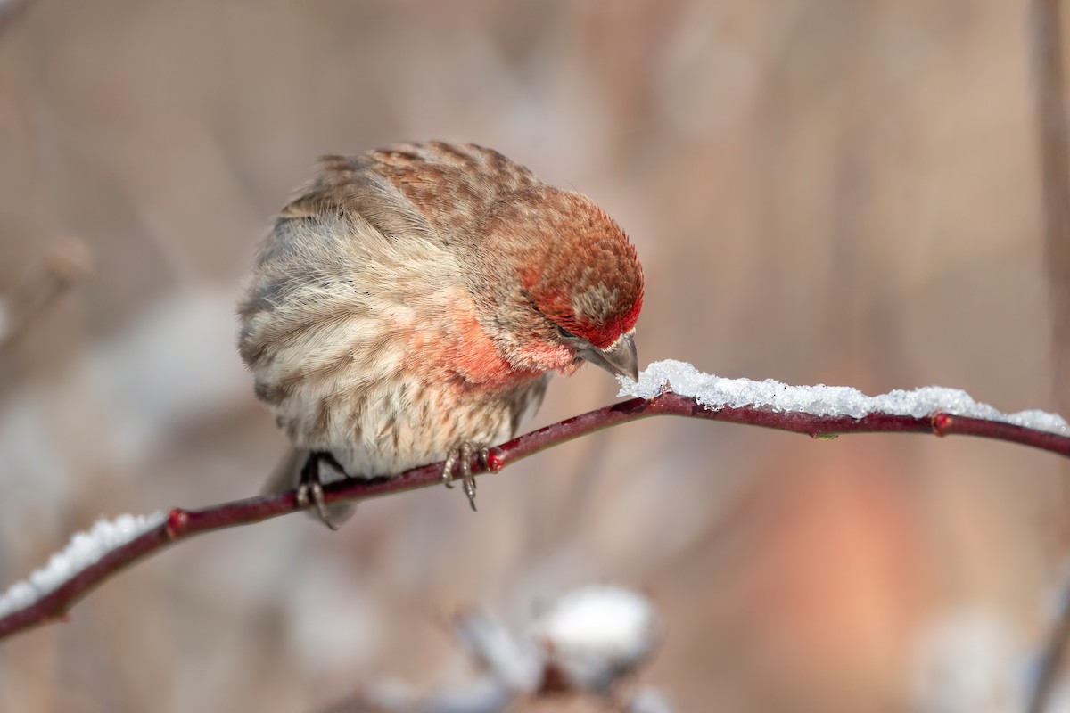 House Finch - Davey Walters