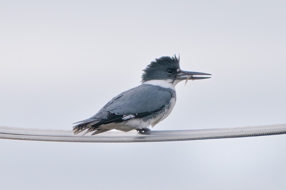 Belted Kingfisher - ML613388944