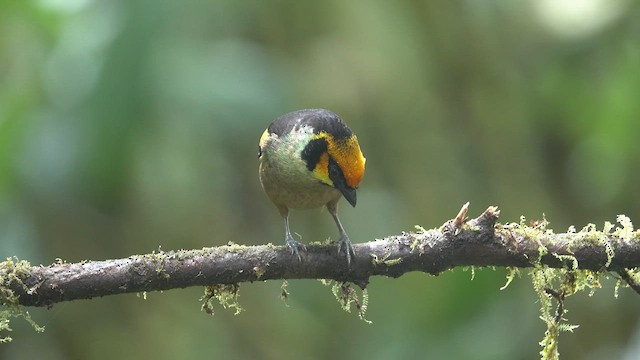 Flame-faced Tanager - ML613389028