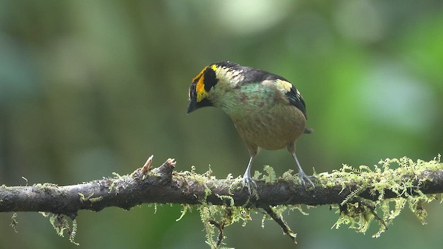 Flame-faced Tanager - ML613389134