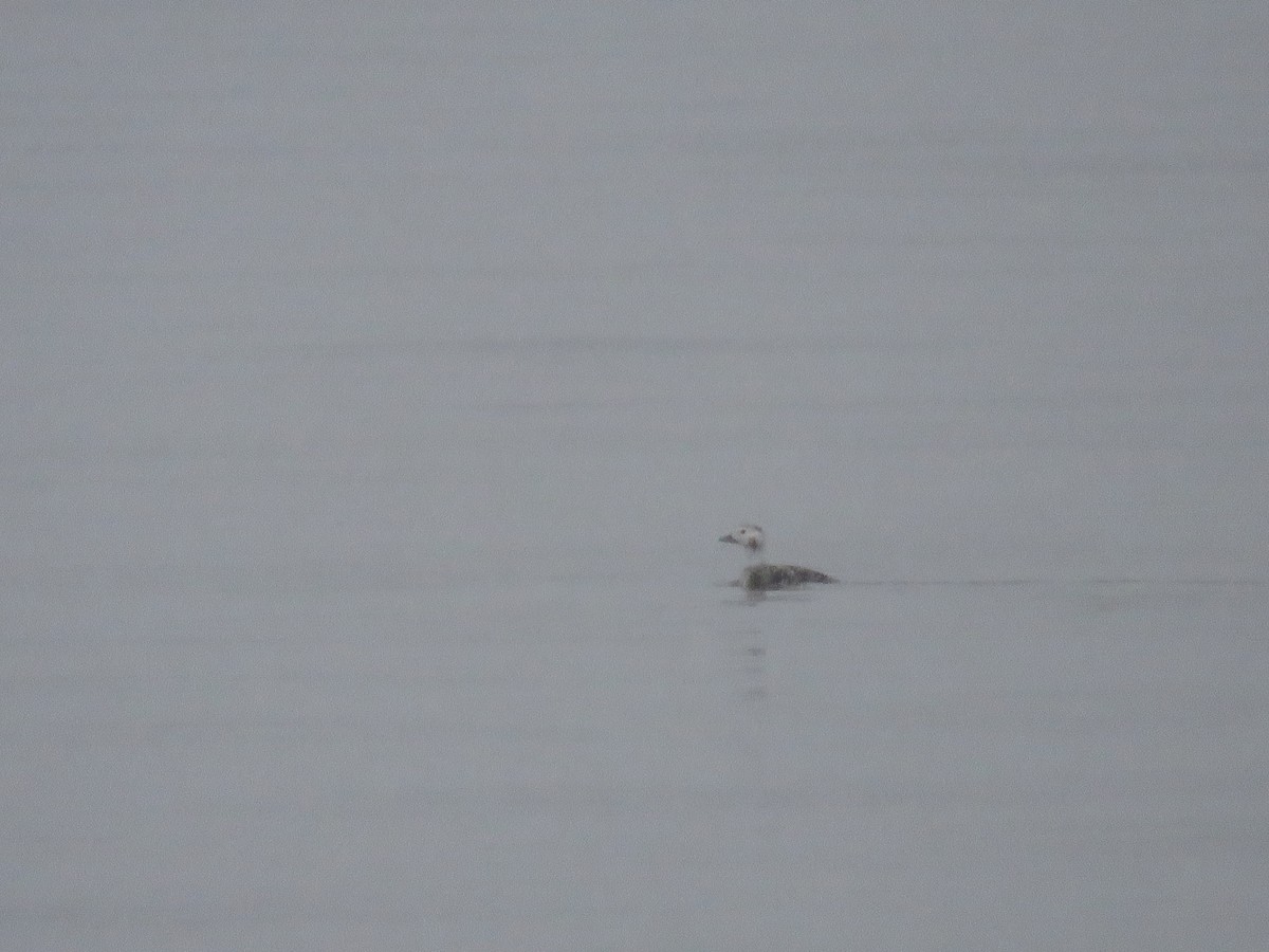 Long-tailed Duck - ML613389171