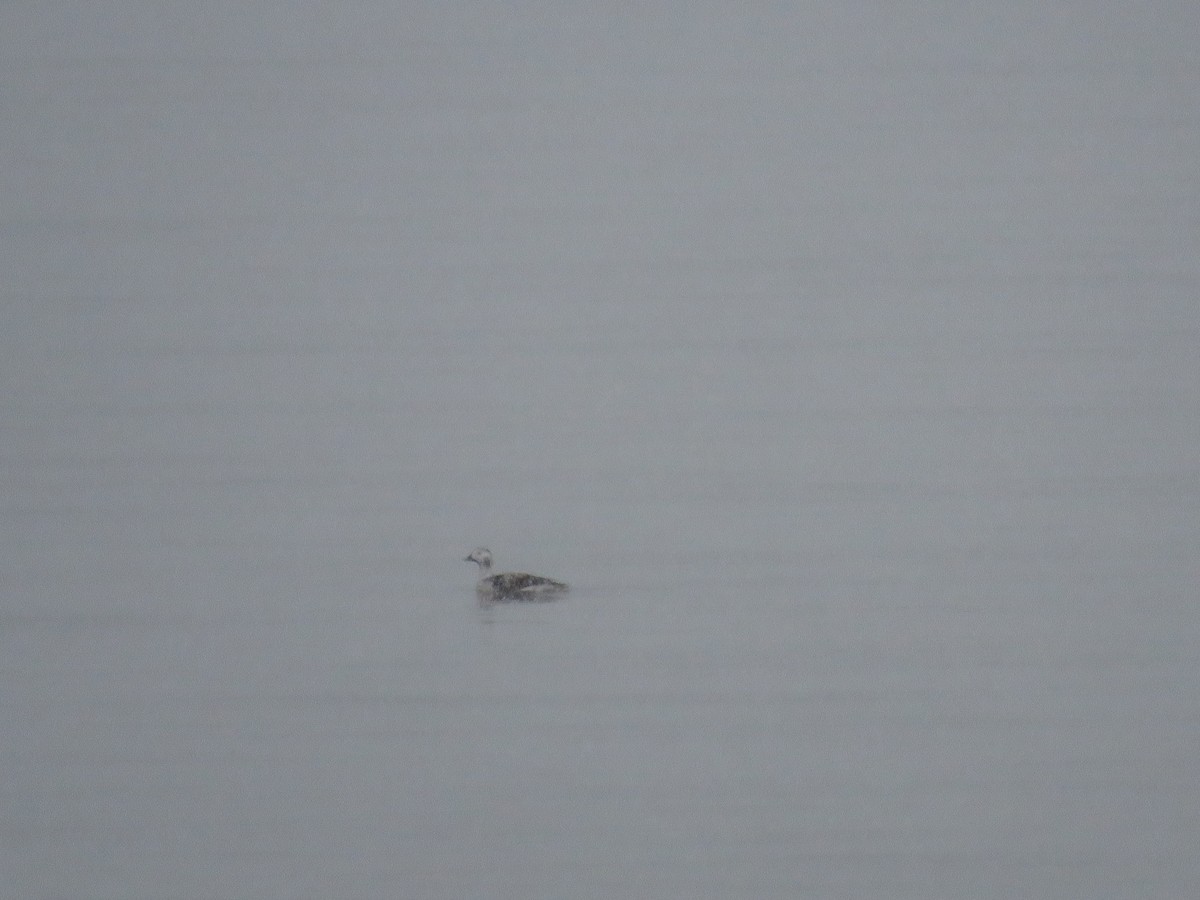 Long-tailed Duck - ML613389172