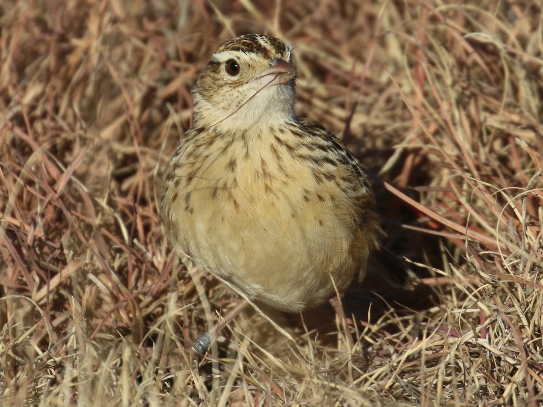 Rudd's Lark - eBird