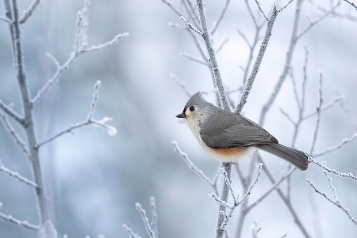 Tufted Titmouse - Davey Walters