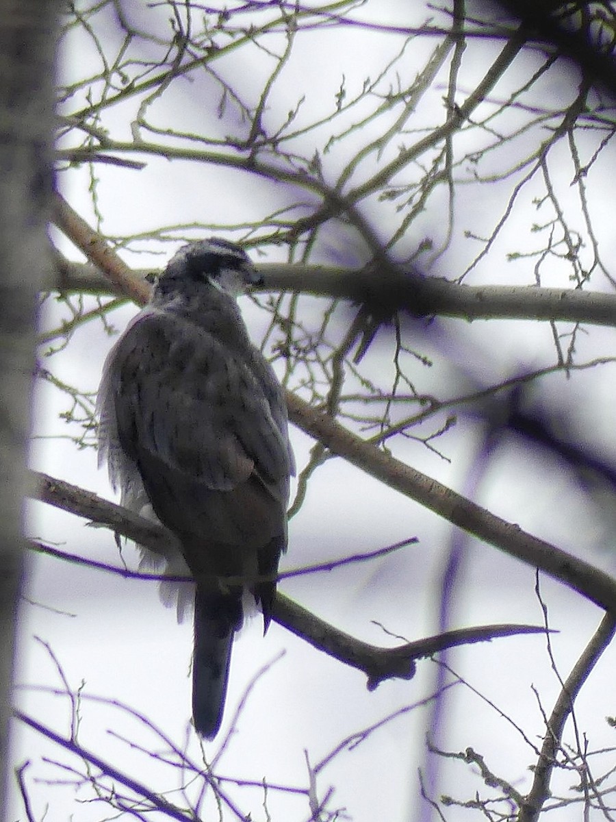 EBird Checklist 11 Jan 2024 Ottawa Centrepointe Park 1 Species   1200