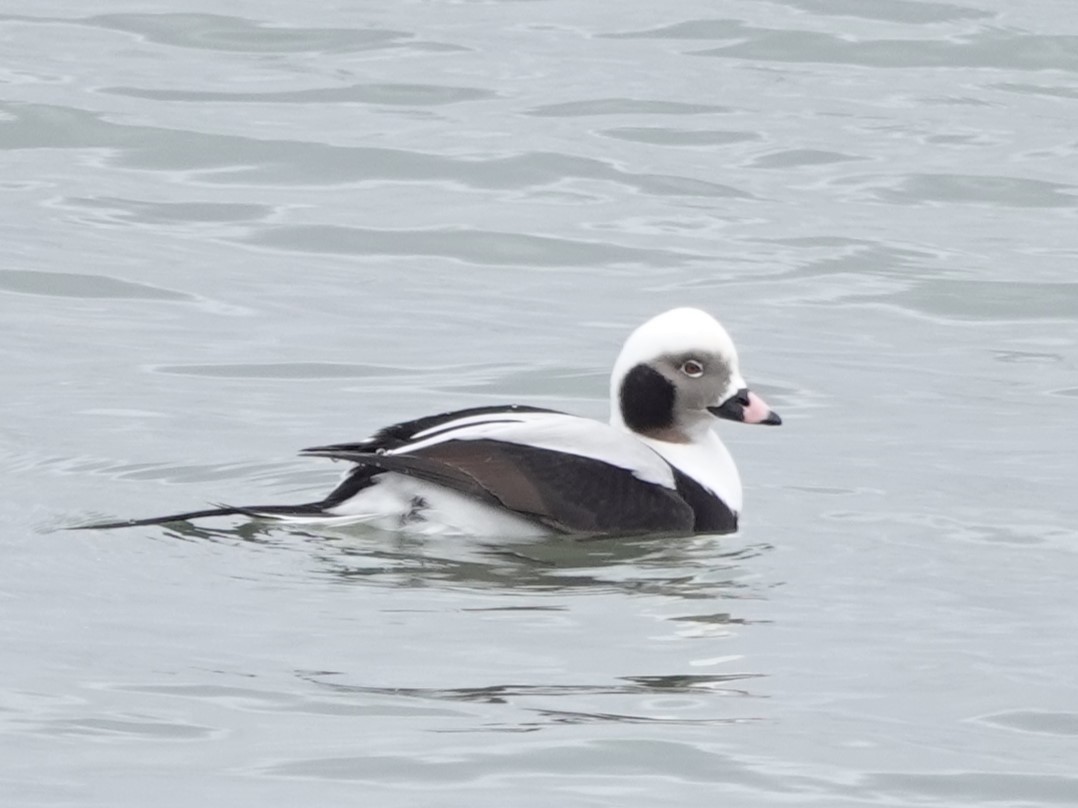 Long-tailed Duck - Mike Blancher
