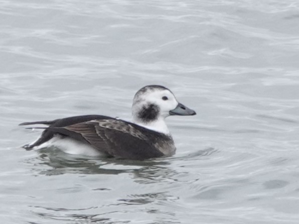 Long-tailed Duck - ML613390124