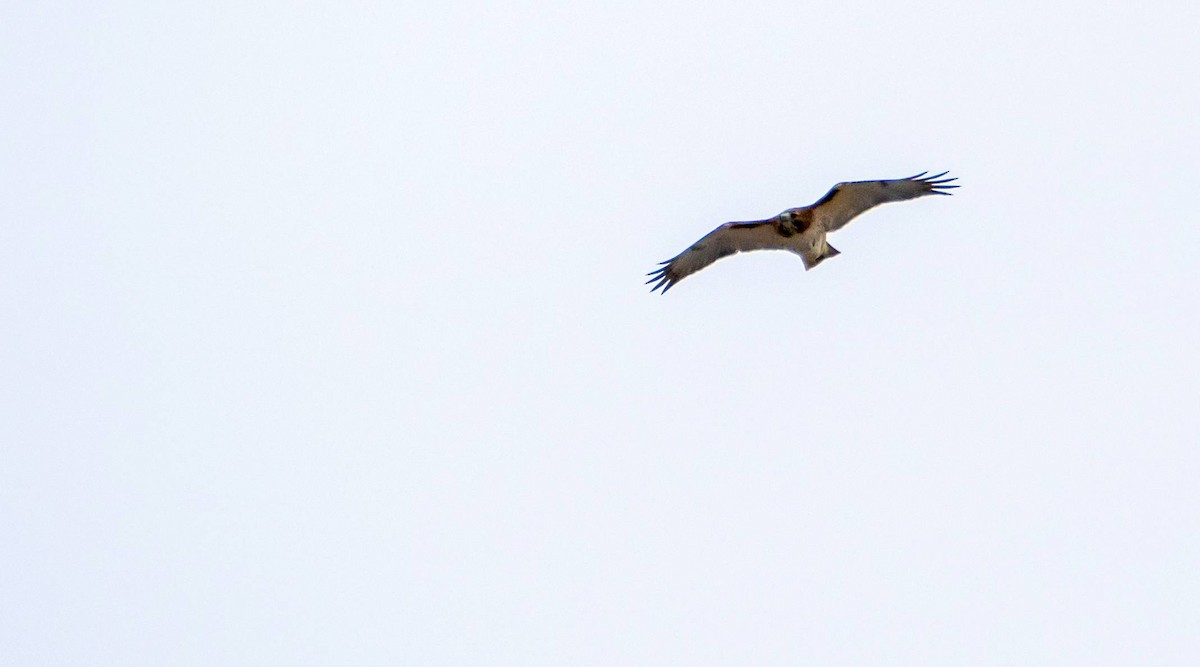 Red-tailed Hawk - ML613390432